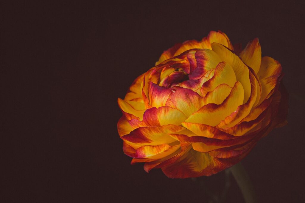 Linverno dei fiori 5
