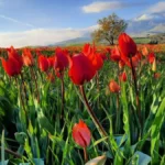 Tulipani di Blufi copertina