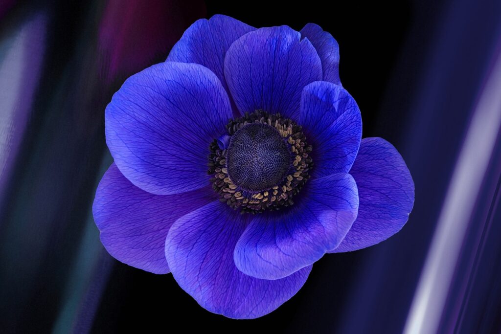 anemone 6131530 1280